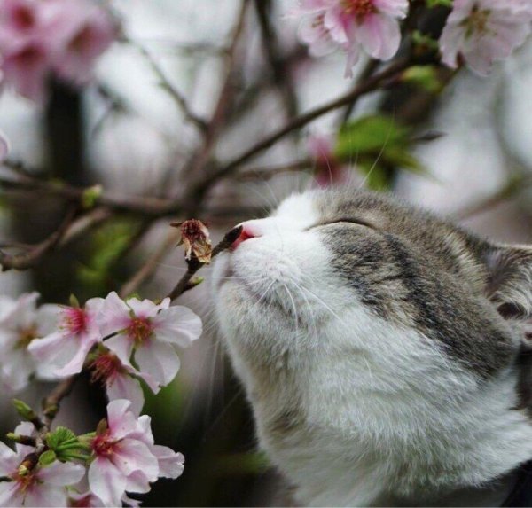 весенние котики