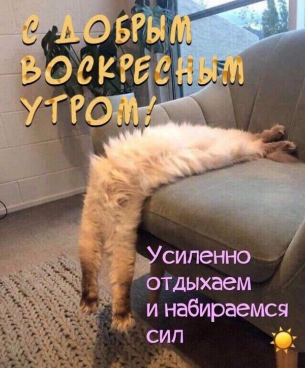 ленивые коты