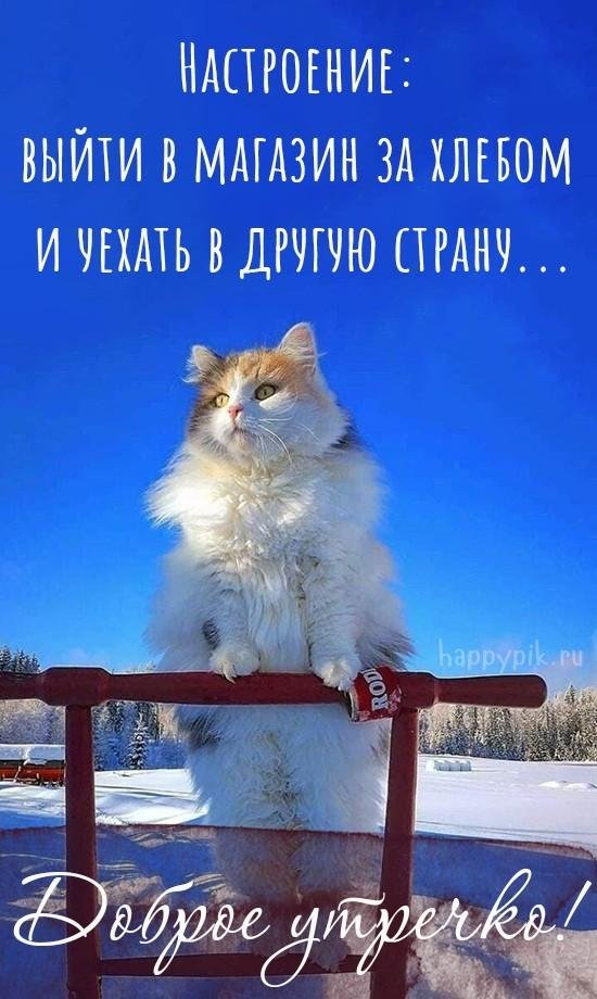 утро весна кот
