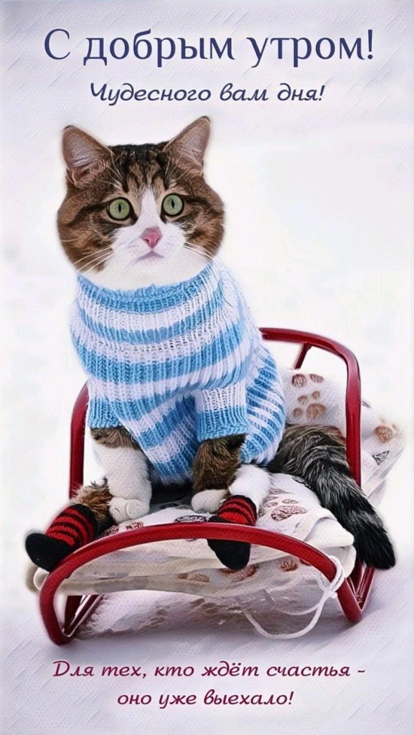 доброе утро милые котики