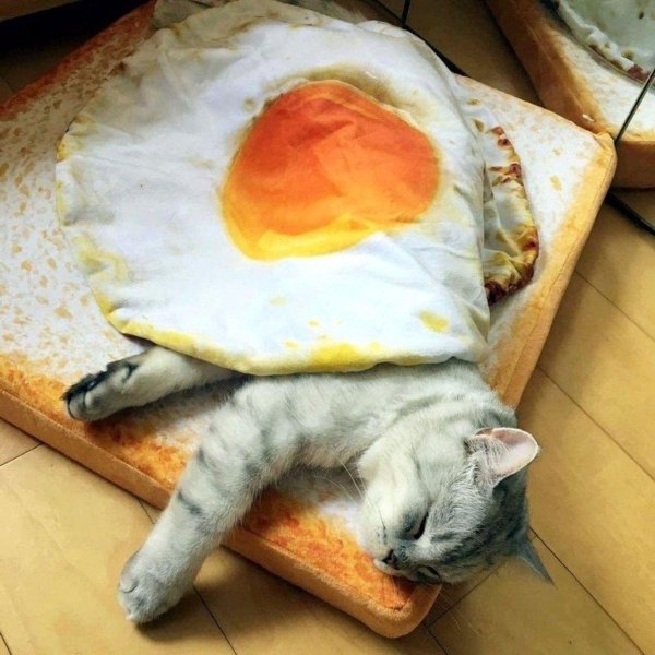 бутерброд котик