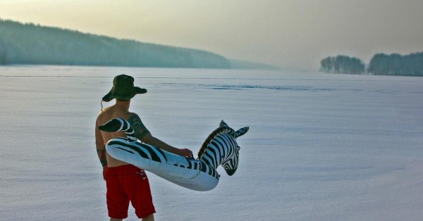 животные зебра