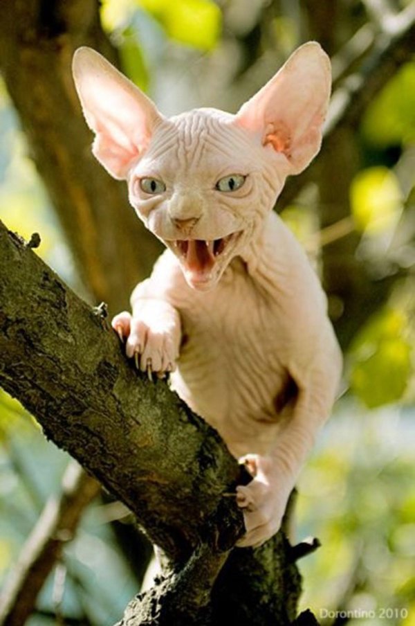 канадские сфинксы