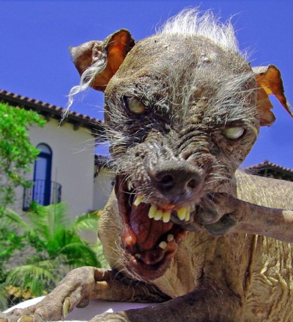 страшная порода собак