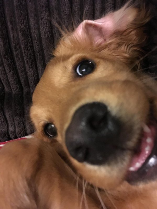 милые собачки