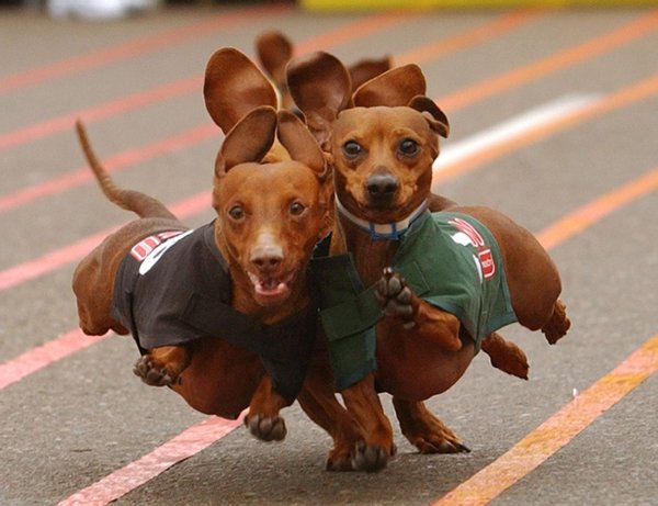 dachshund racing