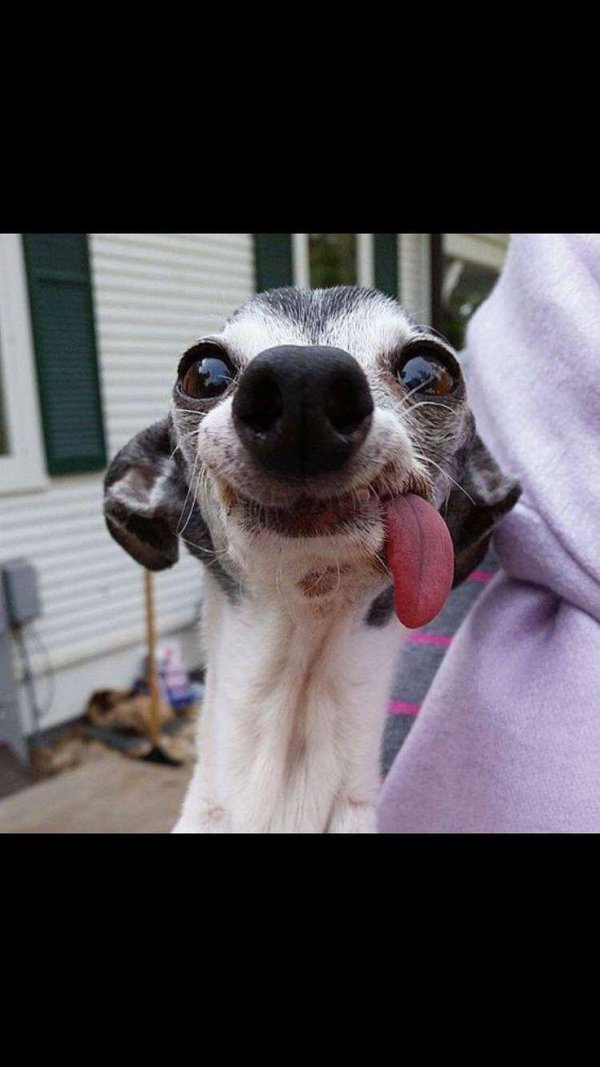 левретка заппа