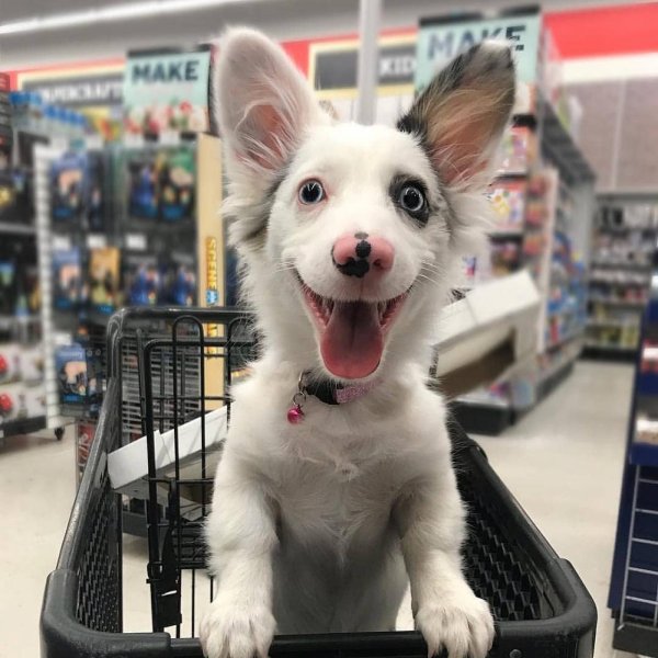 тележка для собак