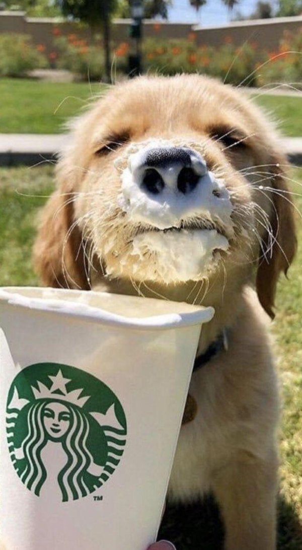 pup cup starbucks