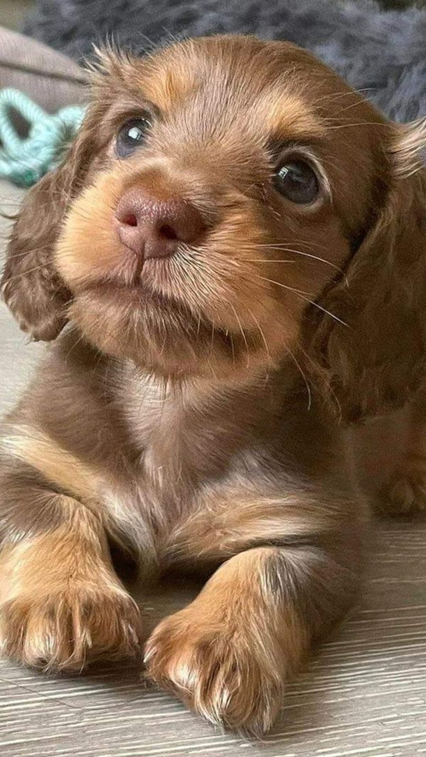 английский кокерспаниель