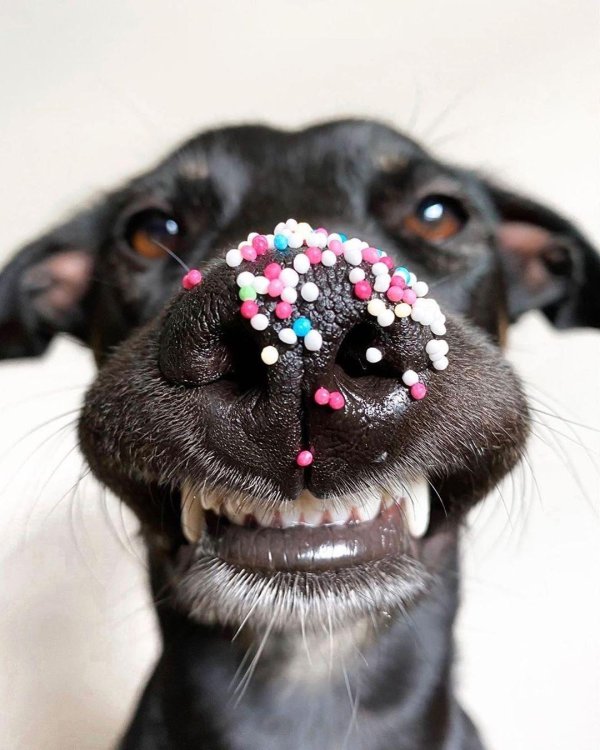 укусит добрая собака