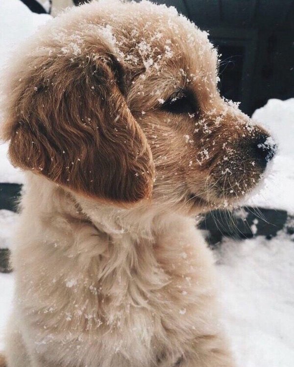 собачка в снегу