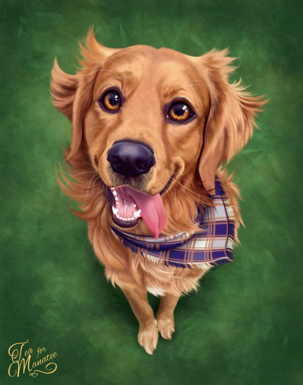 красивые рисунки собак