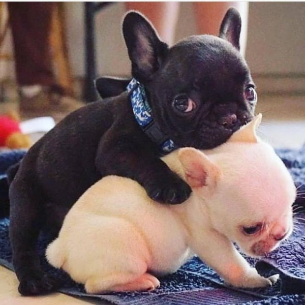 старопородный французский бульдог