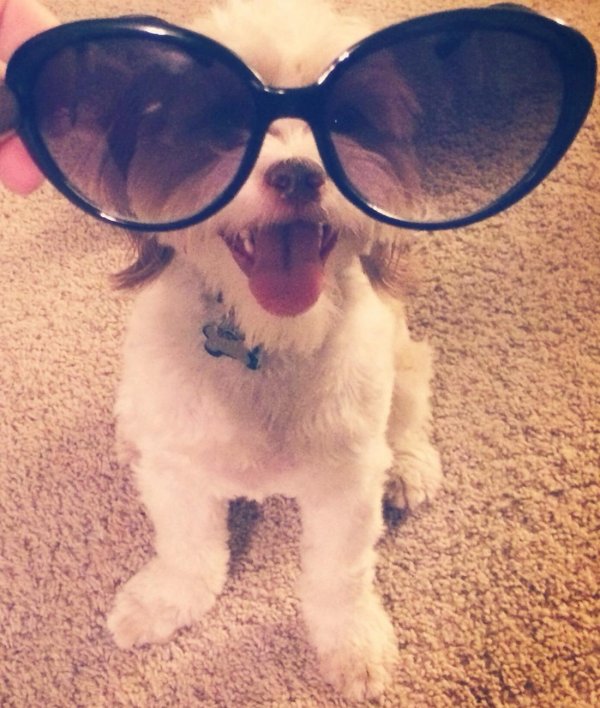 пес в очках