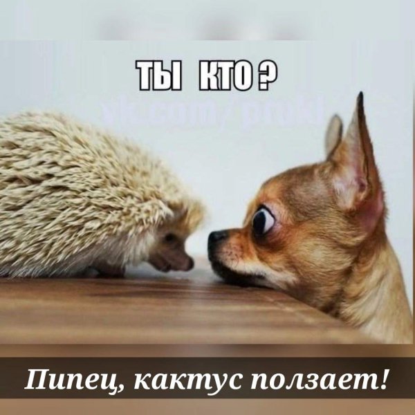 дикие чихуахуа