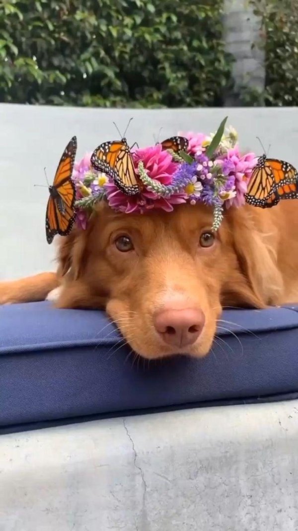 животные забавные