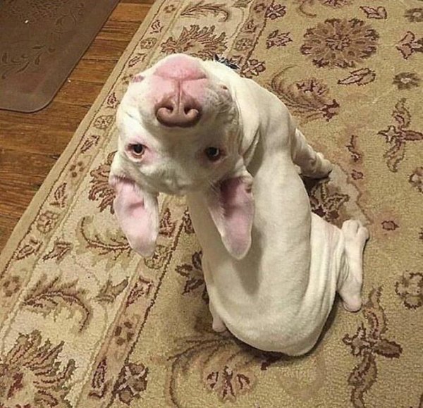 такса альбинос