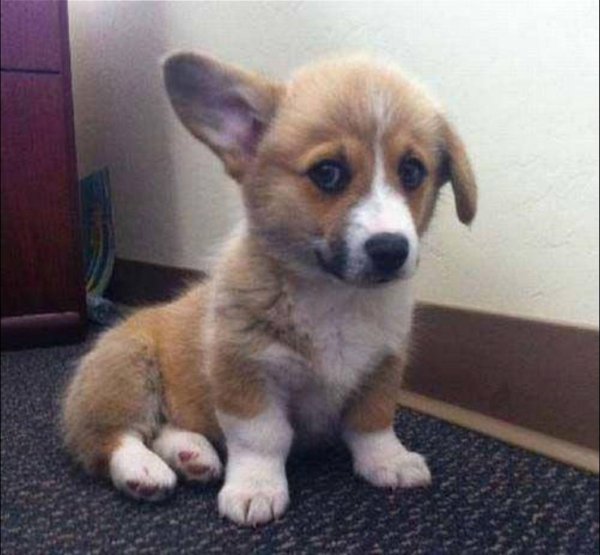 вельшкорги пемброк