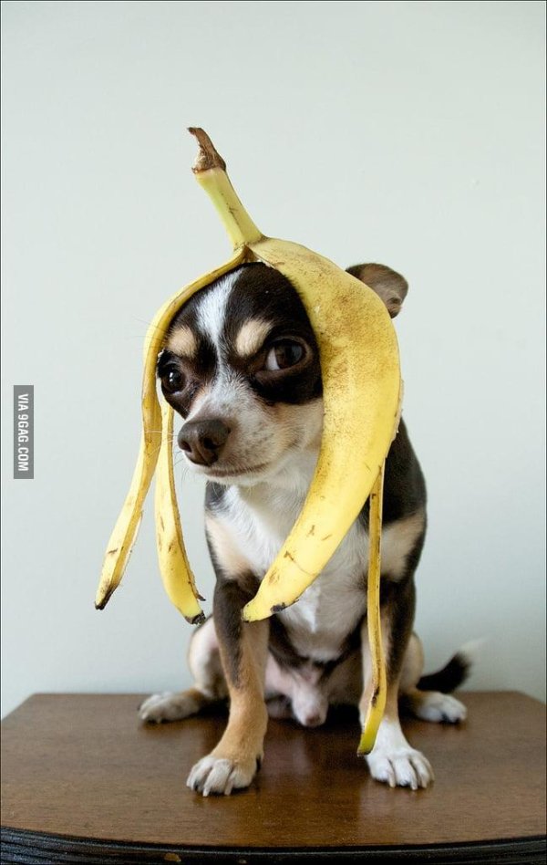собачка банан