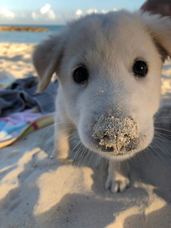 милые щеночки