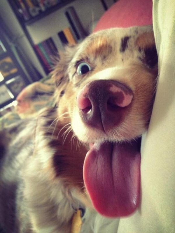 селфи животных смешные