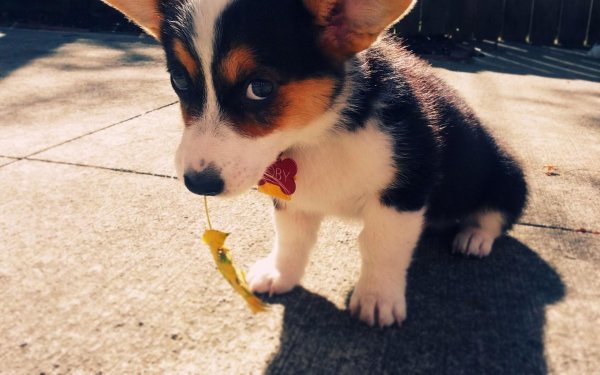 вельшкорги пемброк