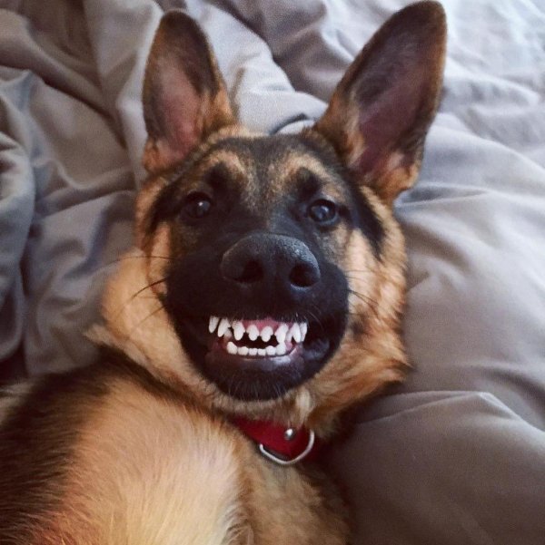 восточноевропейская овчарка оскал