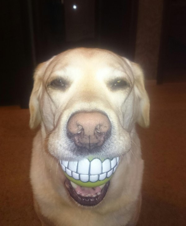 игрушка для собак