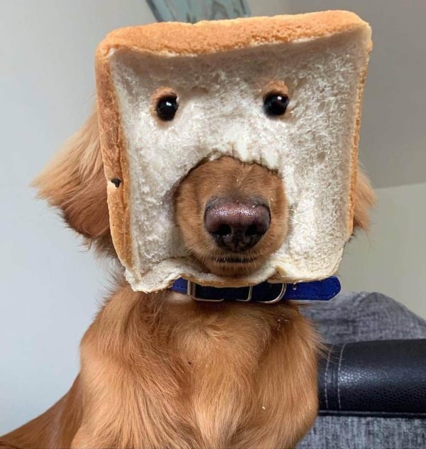 забавные собаки