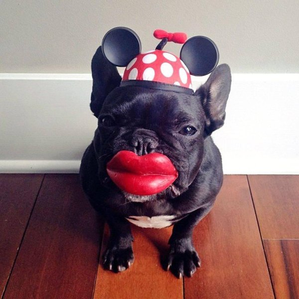 французская бульдог