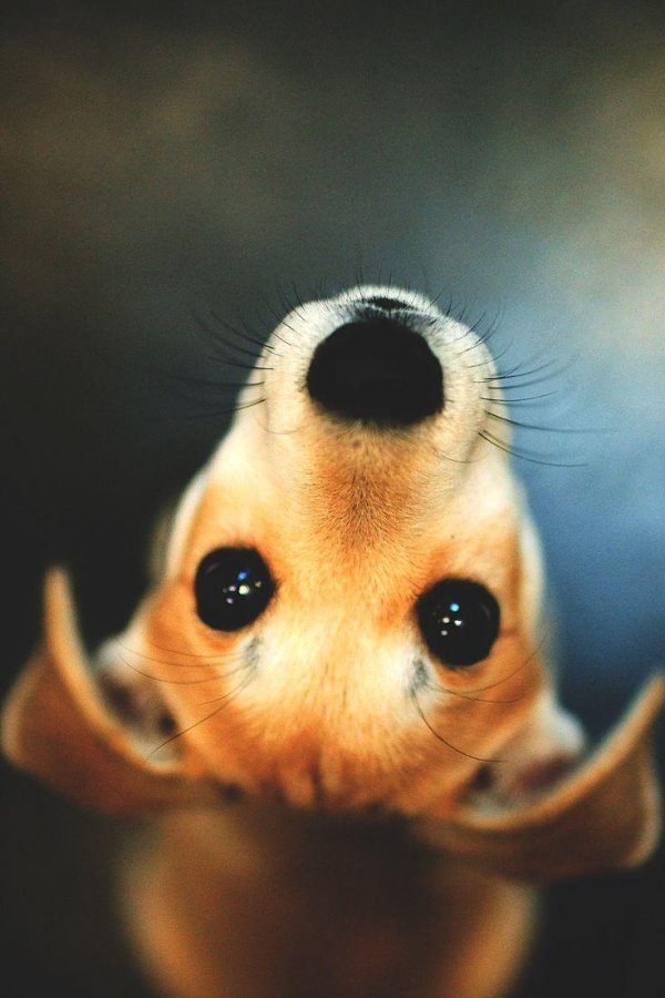 животное милое