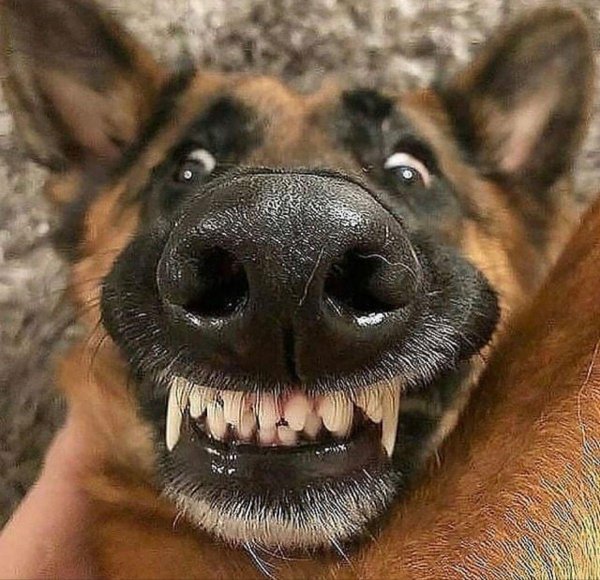 Собаки
