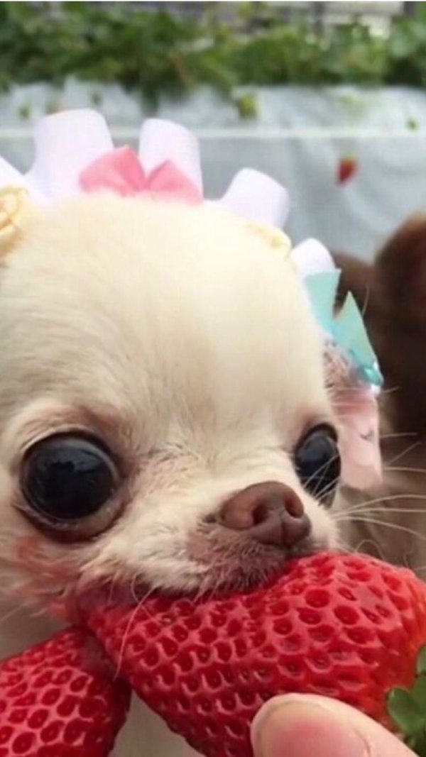 чихуахуа бубу