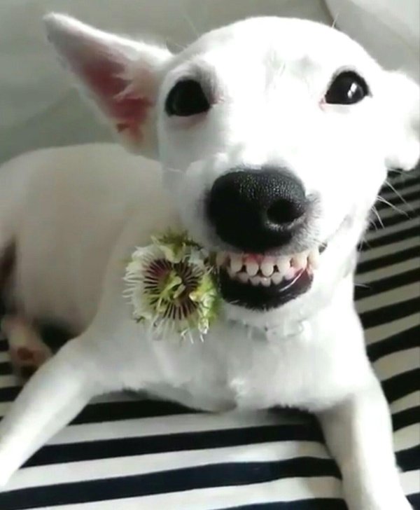 собака улыбака