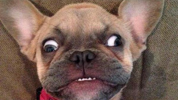 французский бульдог