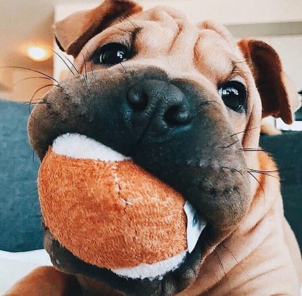 тибетский шарпей