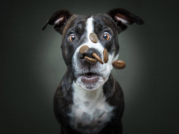 морда собак