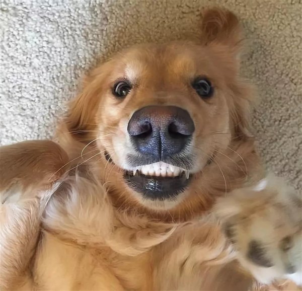 улыбка собаки