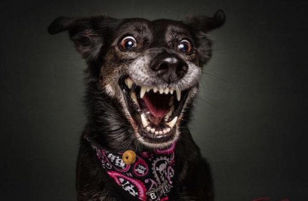 собачья улыбка