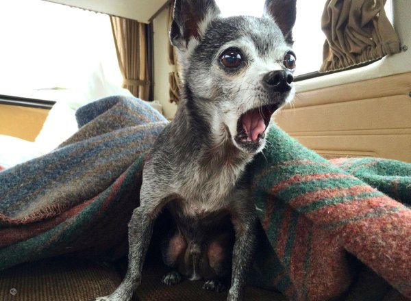 чихуахуа порода