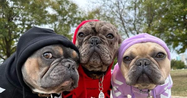 французский бульдог