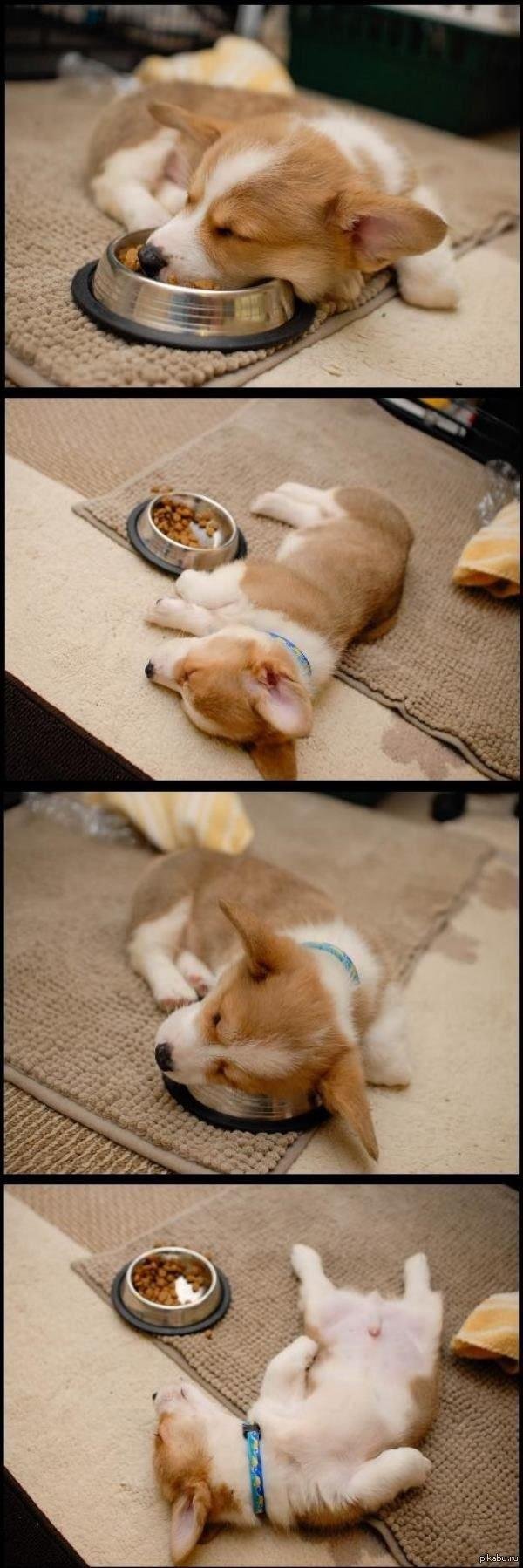 корги объелся