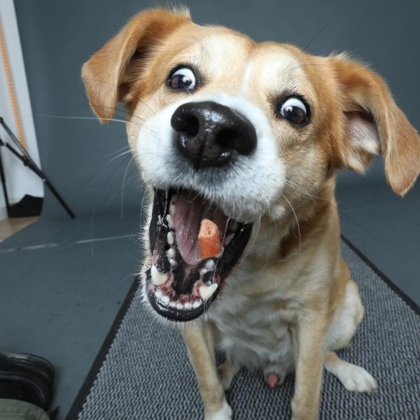 улыбка собаки