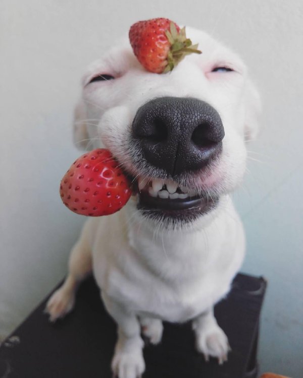 cмешные животные