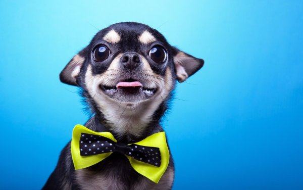 собачка чихуахуа