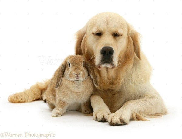 golden retriever dog