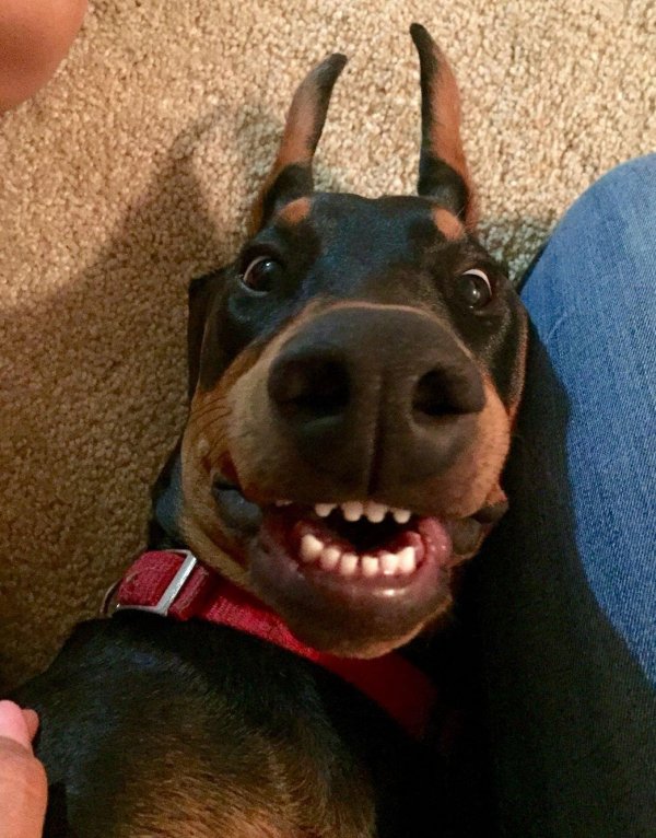 доберманпинчер шоколадный