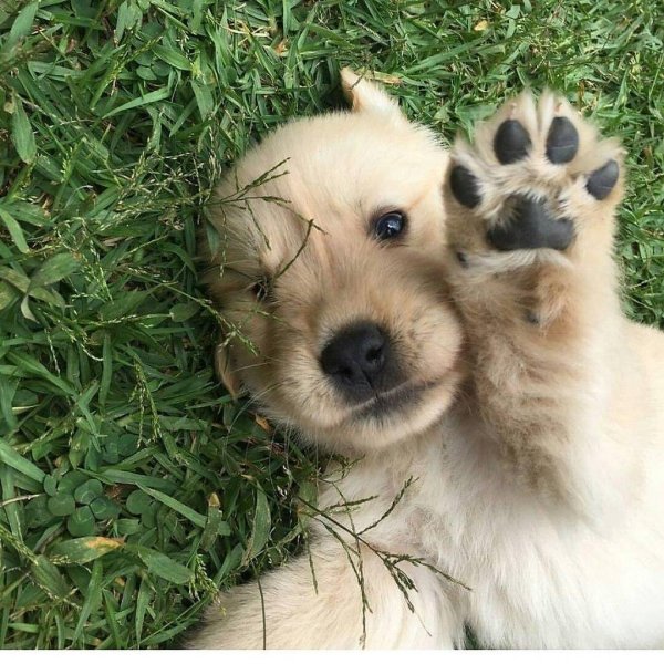 собачка милая