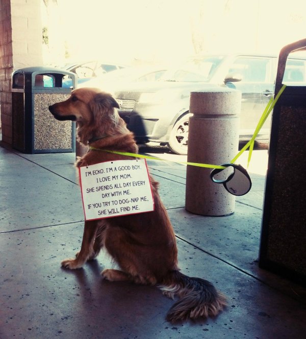 dog shaming